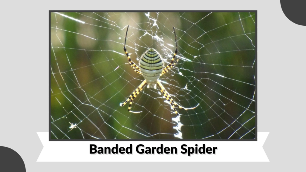 Banded Garden Spider