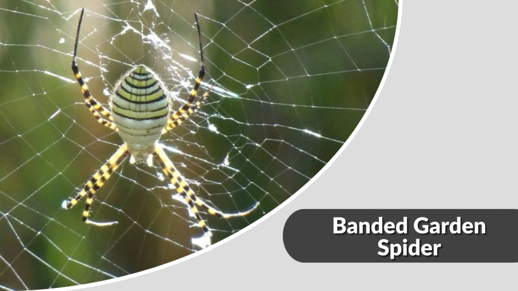 Banded Garden Spider