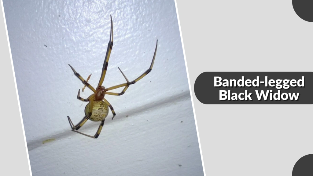 Banded-legged Black Widow