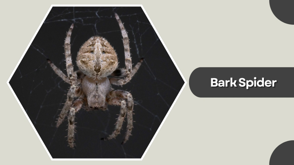 Bark Spider