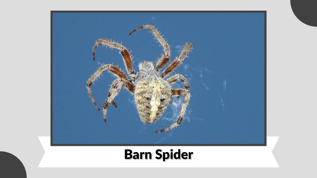 Barn Spider