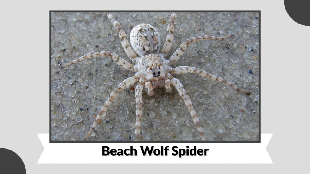 Beach Wolf Spider
