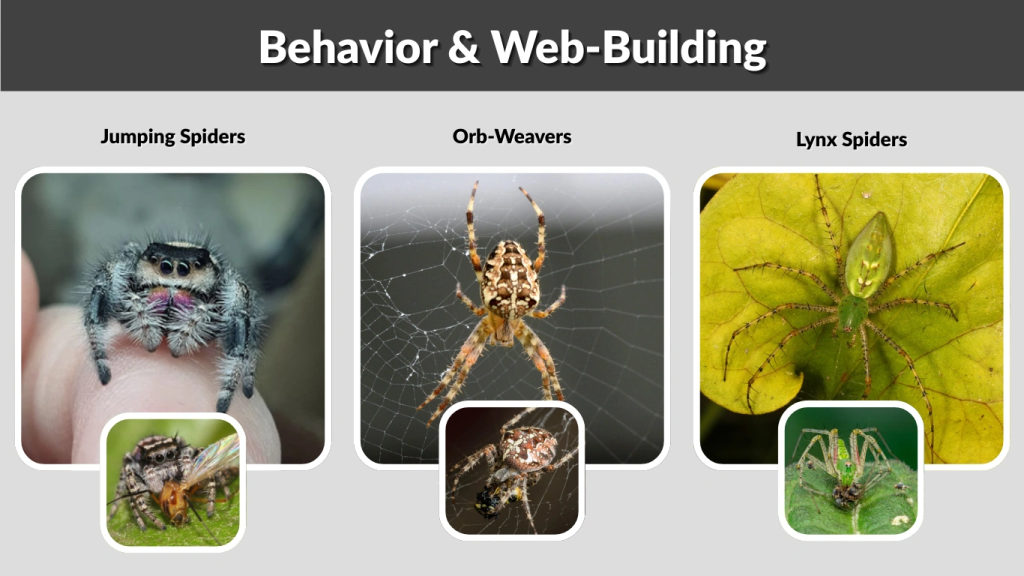 Behavior & Web-Building