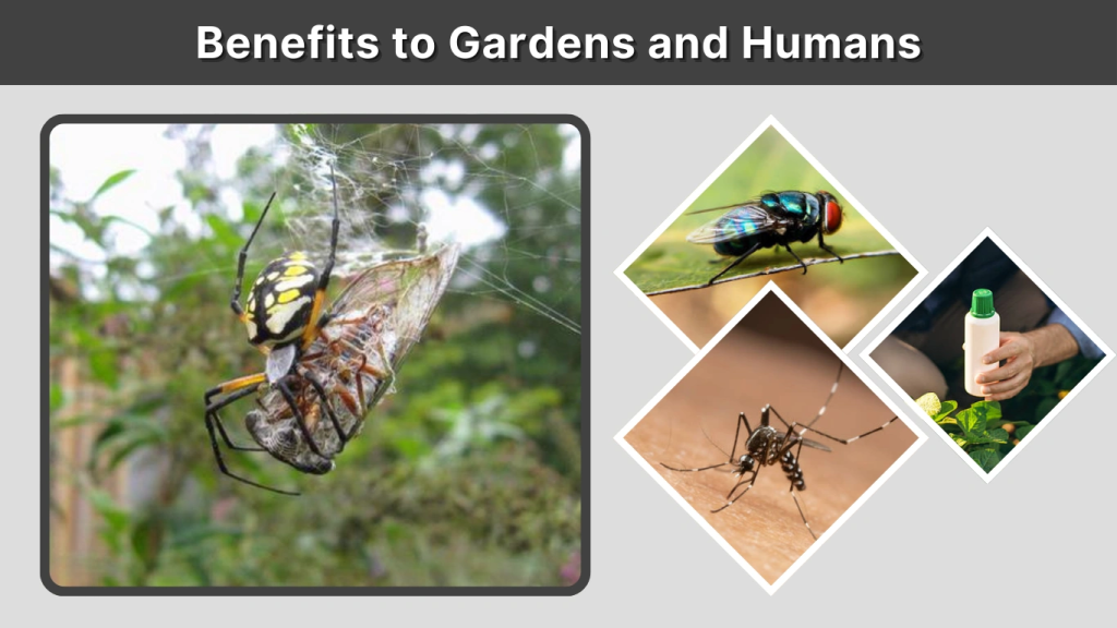 Benefits to Gardens and Humans