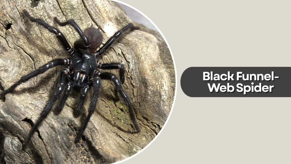 Black Funnel-Web Spider