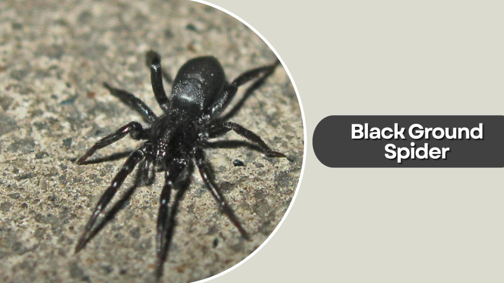 Black Ground Spider