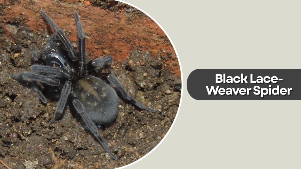 Black Lace-Weaver Spider