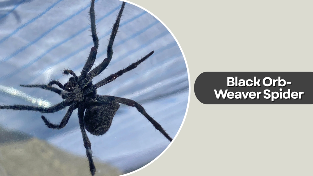 Black Orb-Weaver Spider