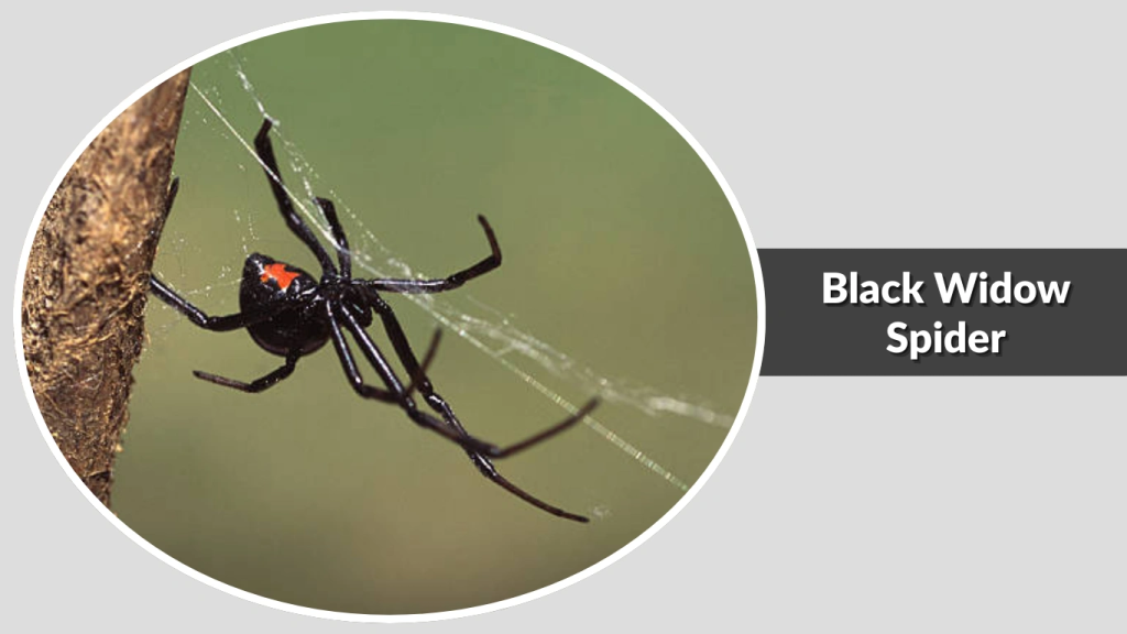 Black Widow Spider