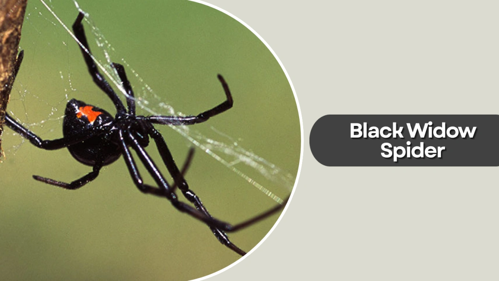 Black Widow Spider