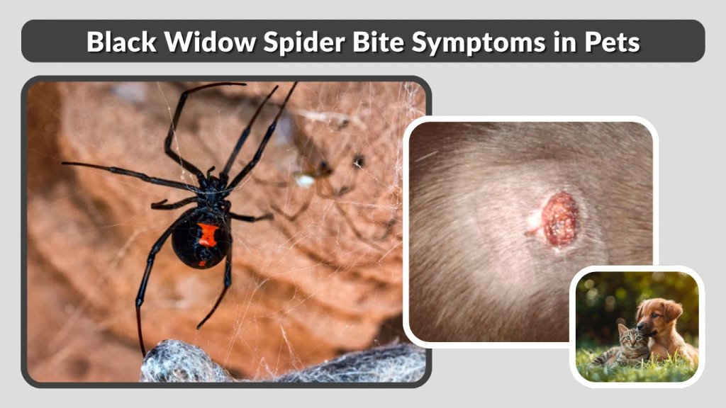 Black Widow Spider Bite Symptoms in Pets