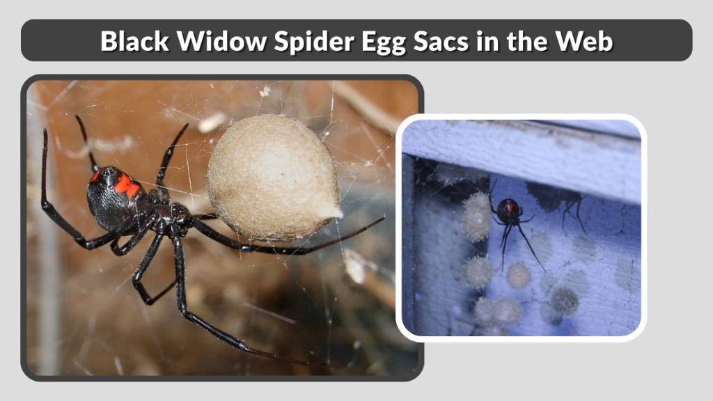 Black Widow Spider Egg Sacs in the Web