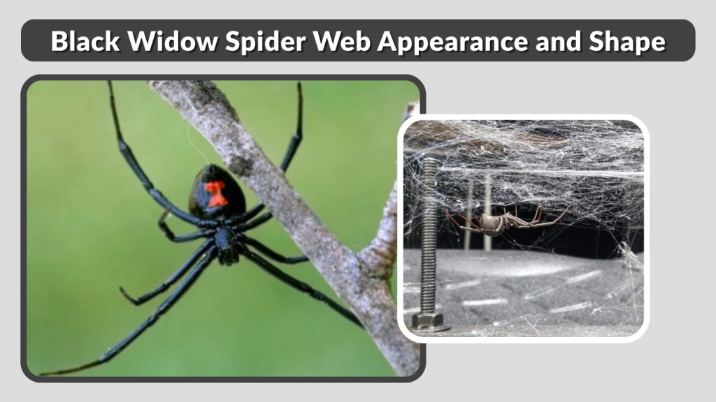 Black Widow Spider Web Appearance and Shape