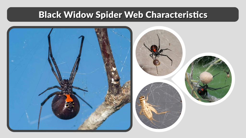 Black Widow Spider Web Characteristics