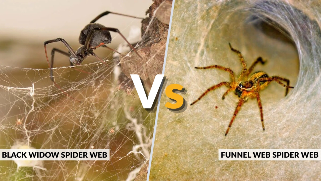 Black Widow Spider Web vs Funnel Web Spider Web
