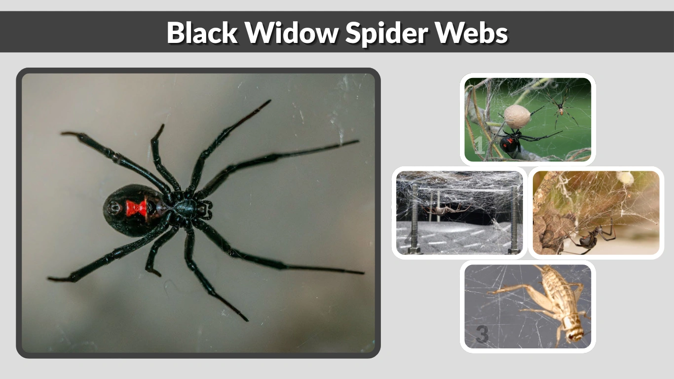 Black Widow Spider Webs Shape, Strength & Identification Guide