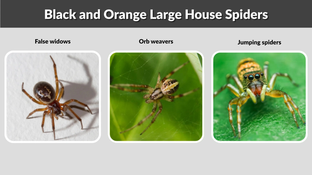 Black and Orange Large House Spiders