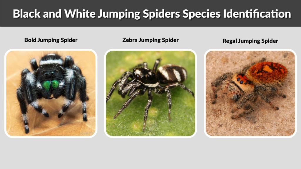 Black and White Jumping Spiders Species Identification