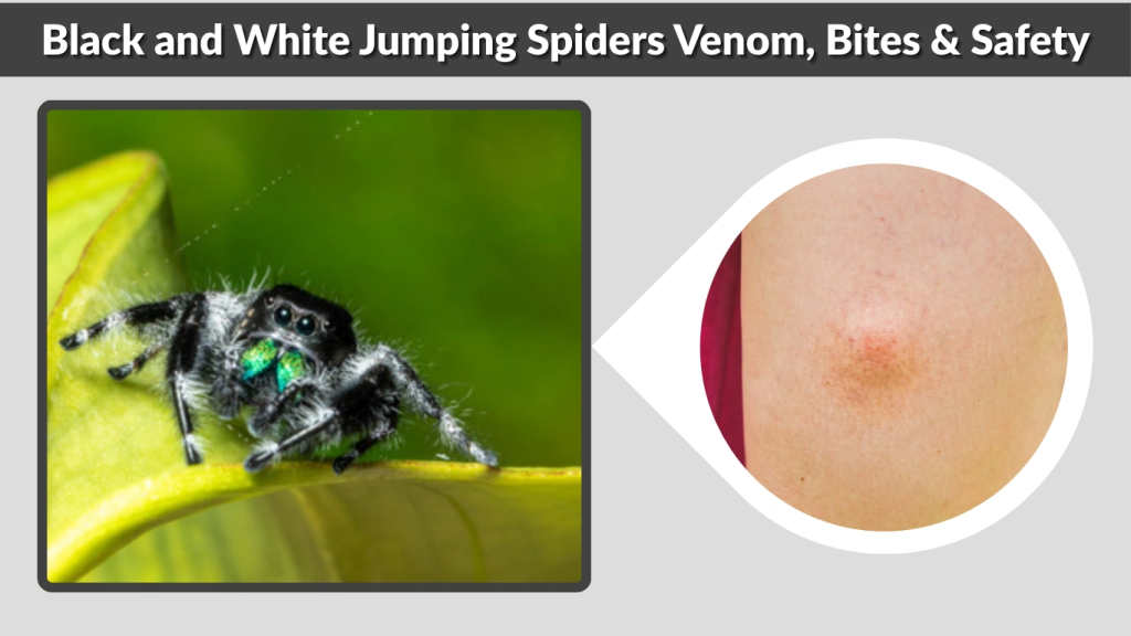 Black and White Jumping Spiders Venom, Bites & Safety