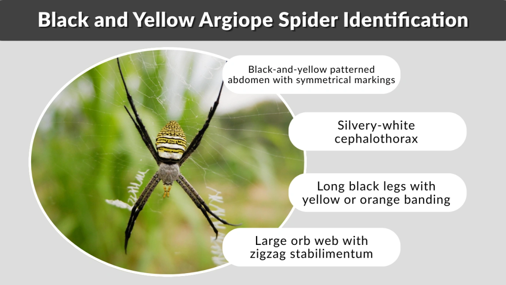 Black and Yellow Argiope Spider Identification