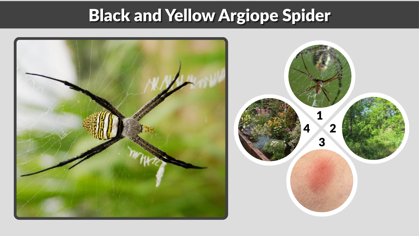 Black and Yellow Argiope Spider Identification, Bite & Safety