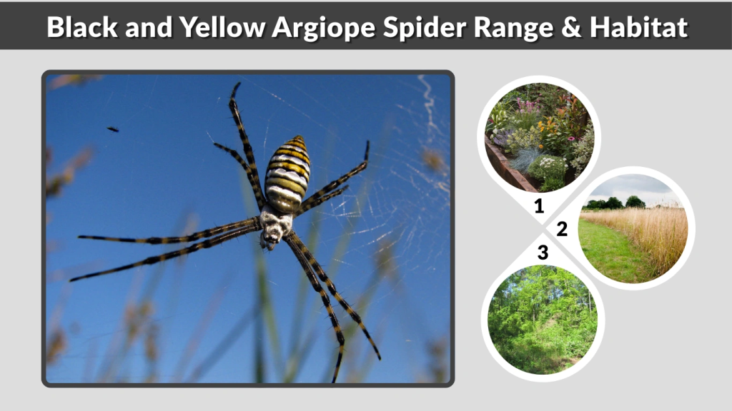 Black and Yellow Argiope Spider Range & Habitat
