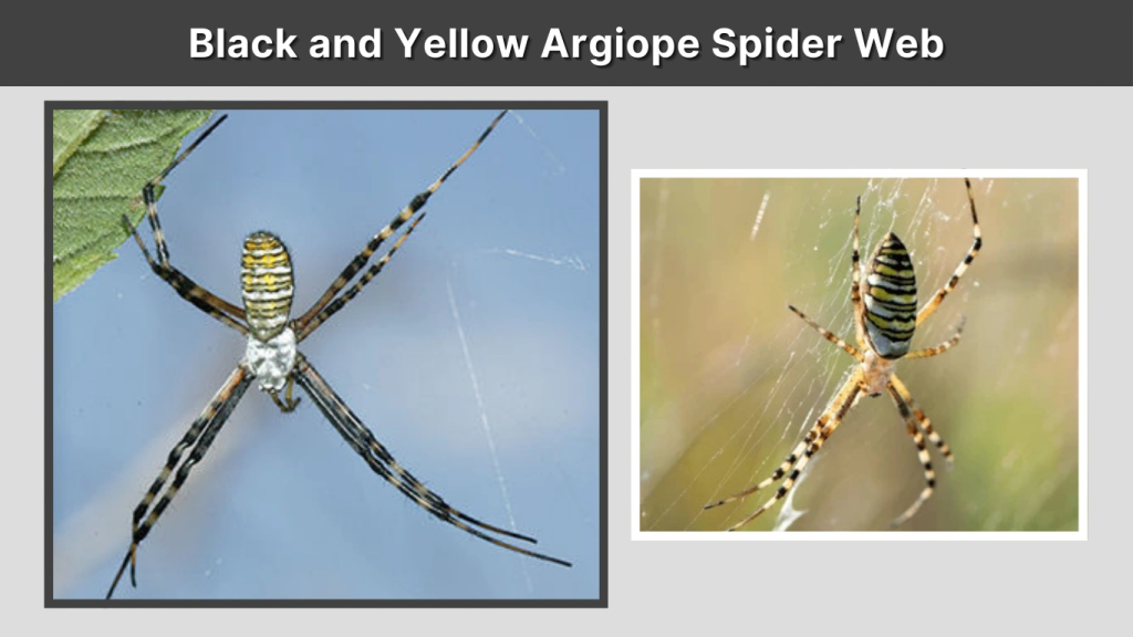 Black and Yellow Argiope Spider Web