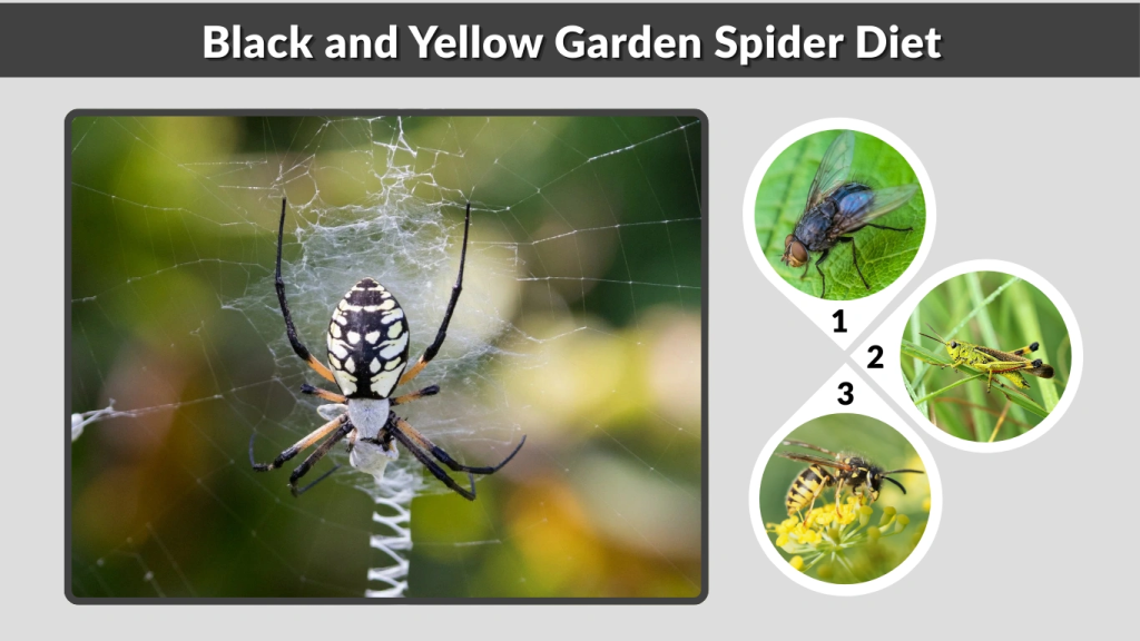 Black and Yellow Garden Spider Diet