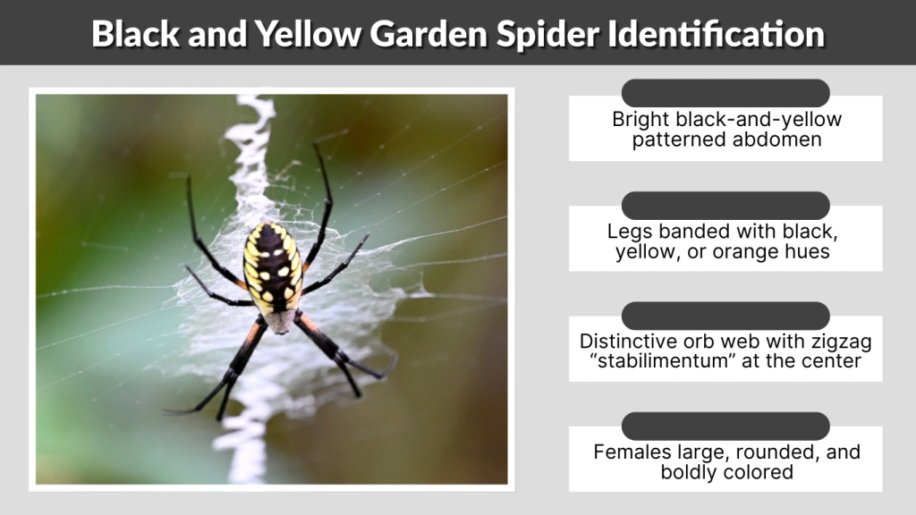 Black and Yellow Garden Spider Identification