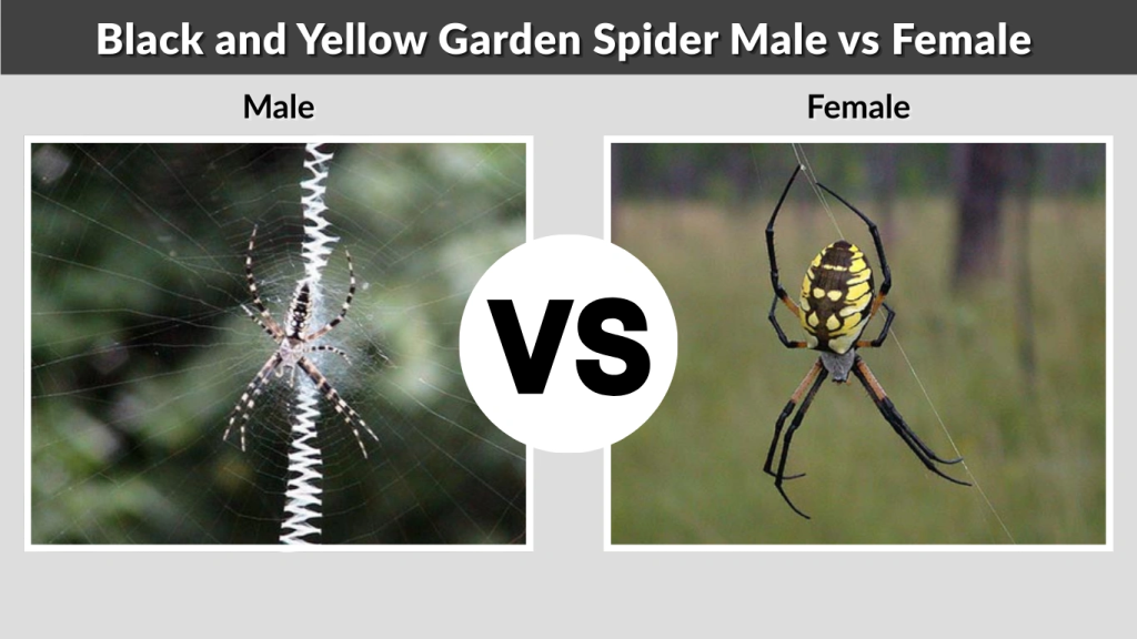 Black and Yellow Garden Spider Male vs Female
