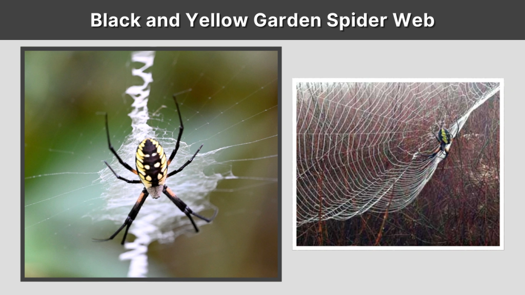 Black and Yellow Garden Spider Web