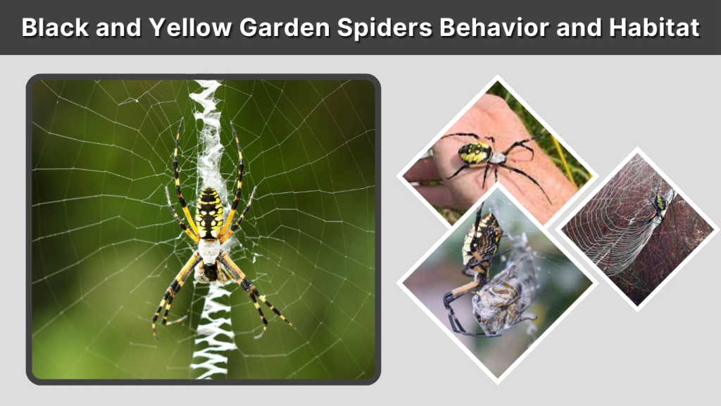 Black and Yellow Garden Spiders Behavior and Habitat
