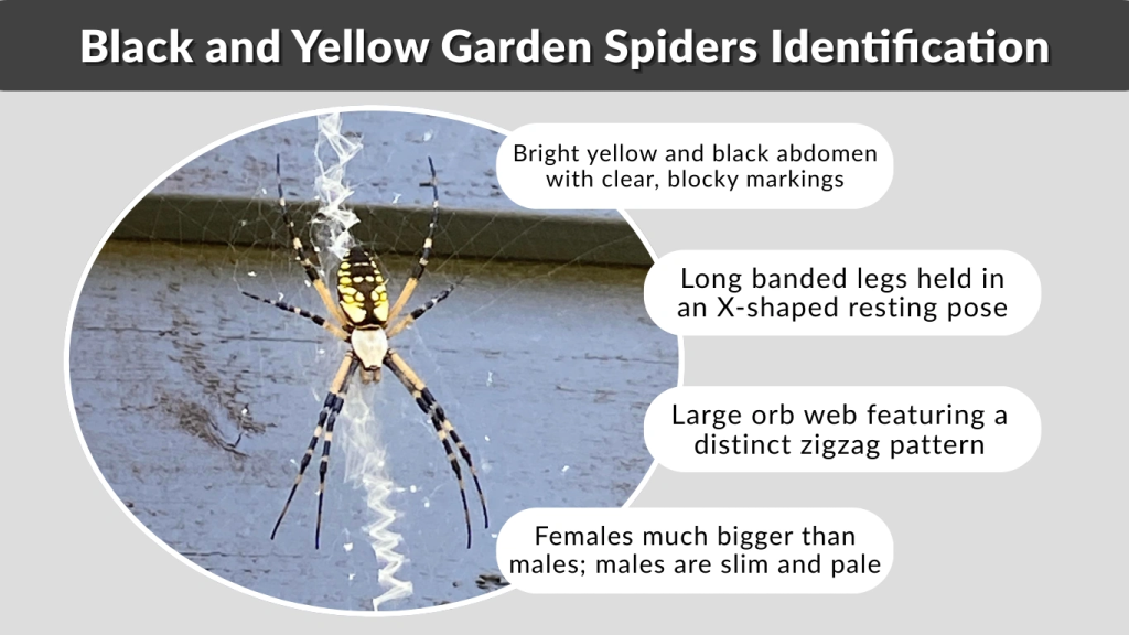 Black and Yellow Garden Spiders Identification