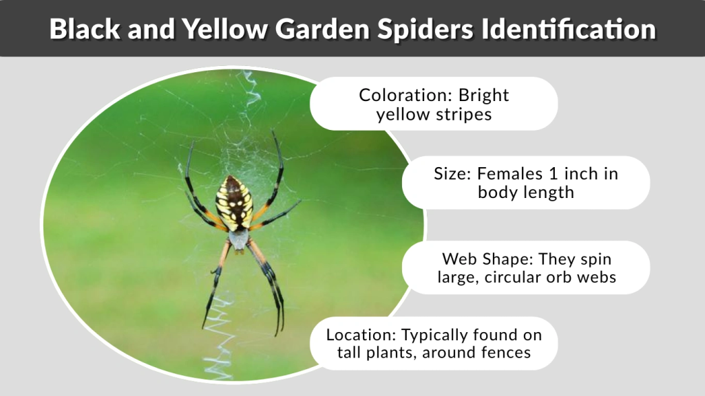 Black and Yellow Garden Spiders Identification