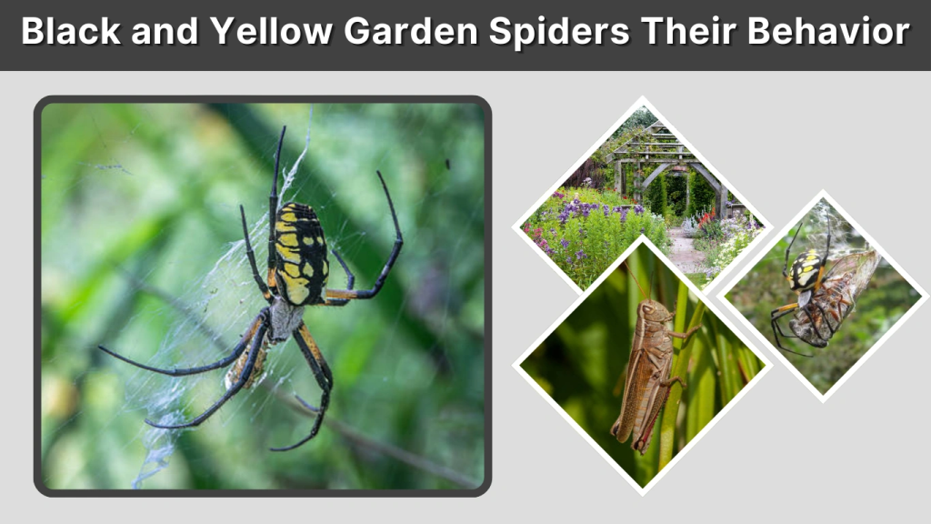 Black and Yellow Garden Spiders Their Behavior