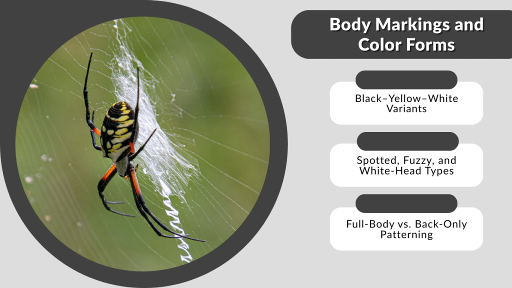 Body Markings and Color Forms