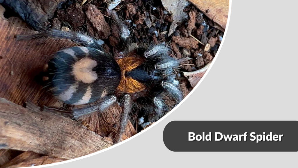 Bold Dwarf Spider