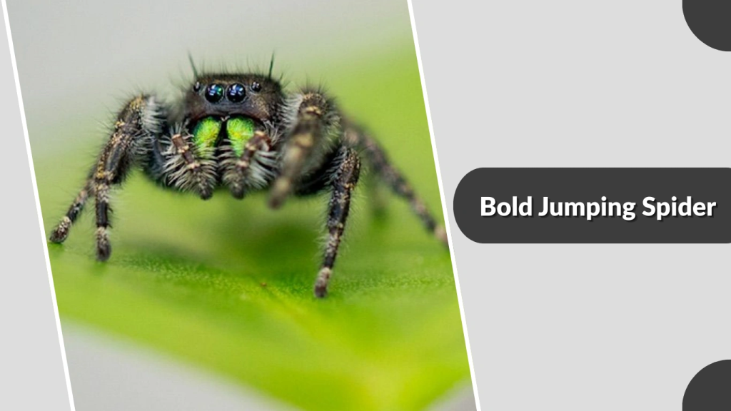 Bold Jumping Spider