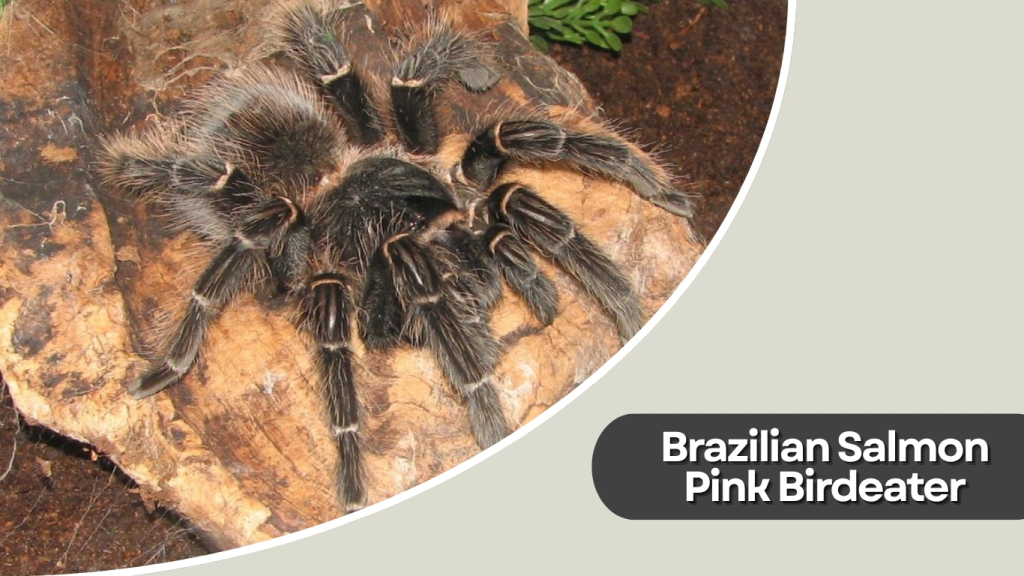 Brazilian Salmon Pink Birdeater