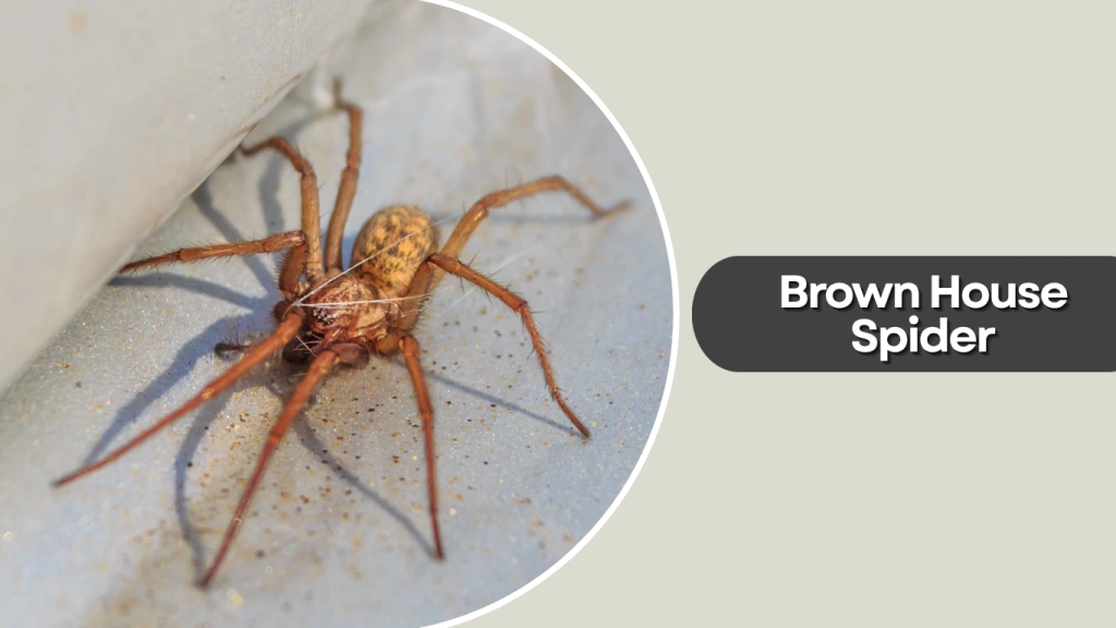 Brown House Spider