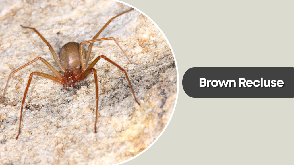 Brown Recluse