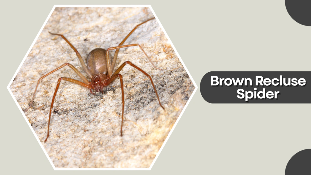 Brown Recluse Spider