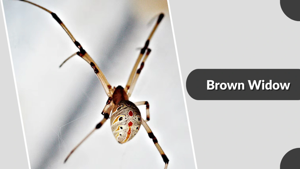 Brown Widow