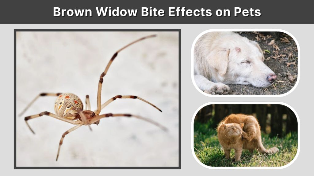 Brown Widow Bite Effects on Pets
