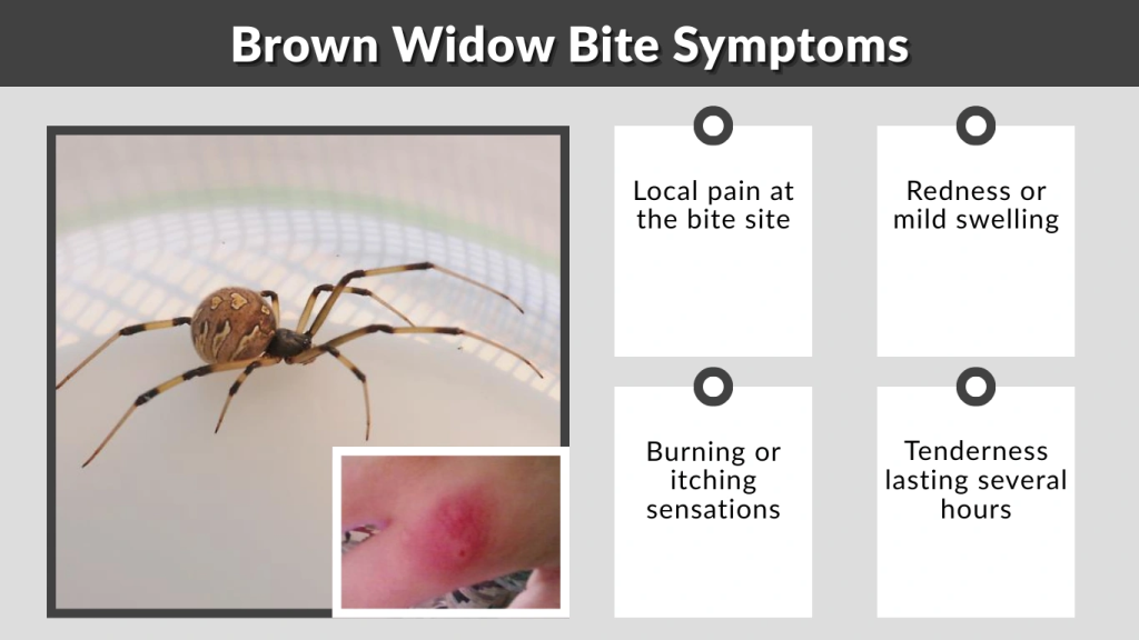 Brown Widow Bite Symptoms