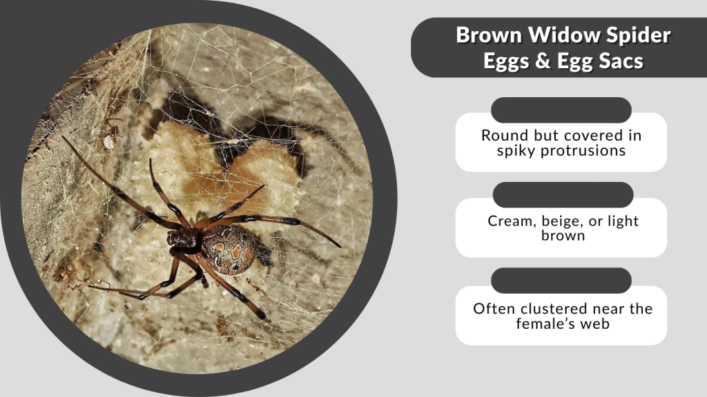 Brown Widow Spider Eggs & Egg Sacs