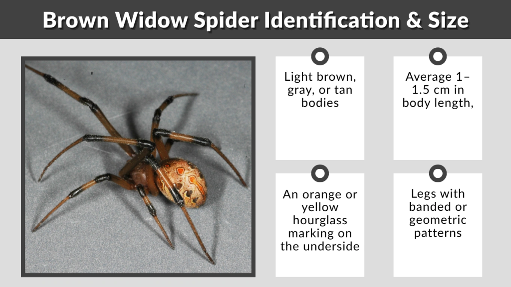 Brown Widow Spider Identification & Size