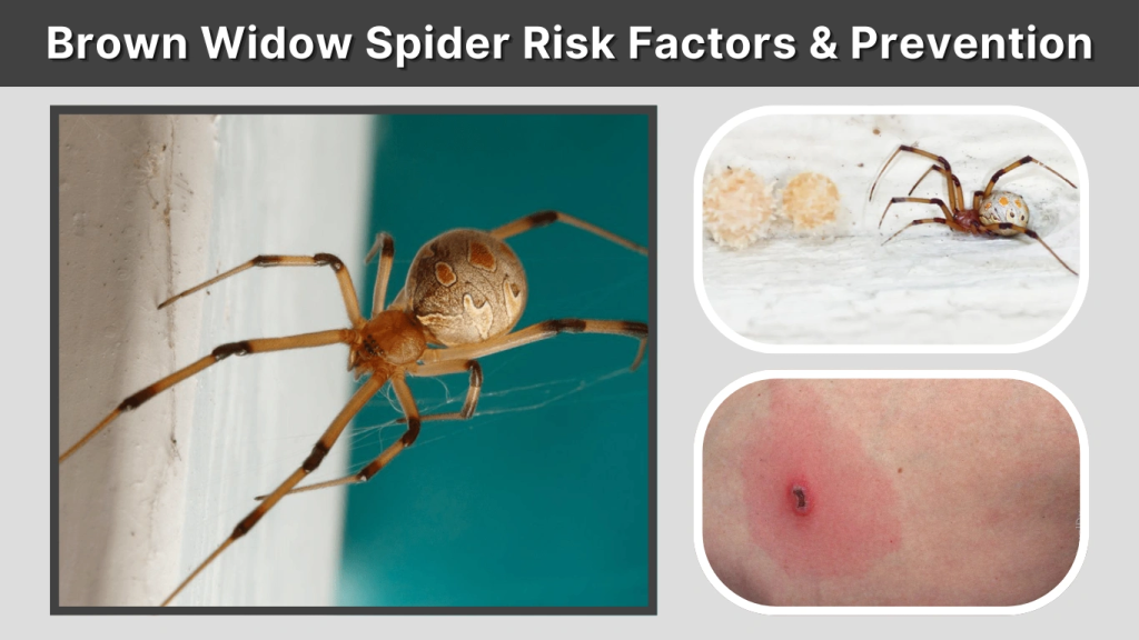 Brown Widow Spider Risk Factors & Prevention