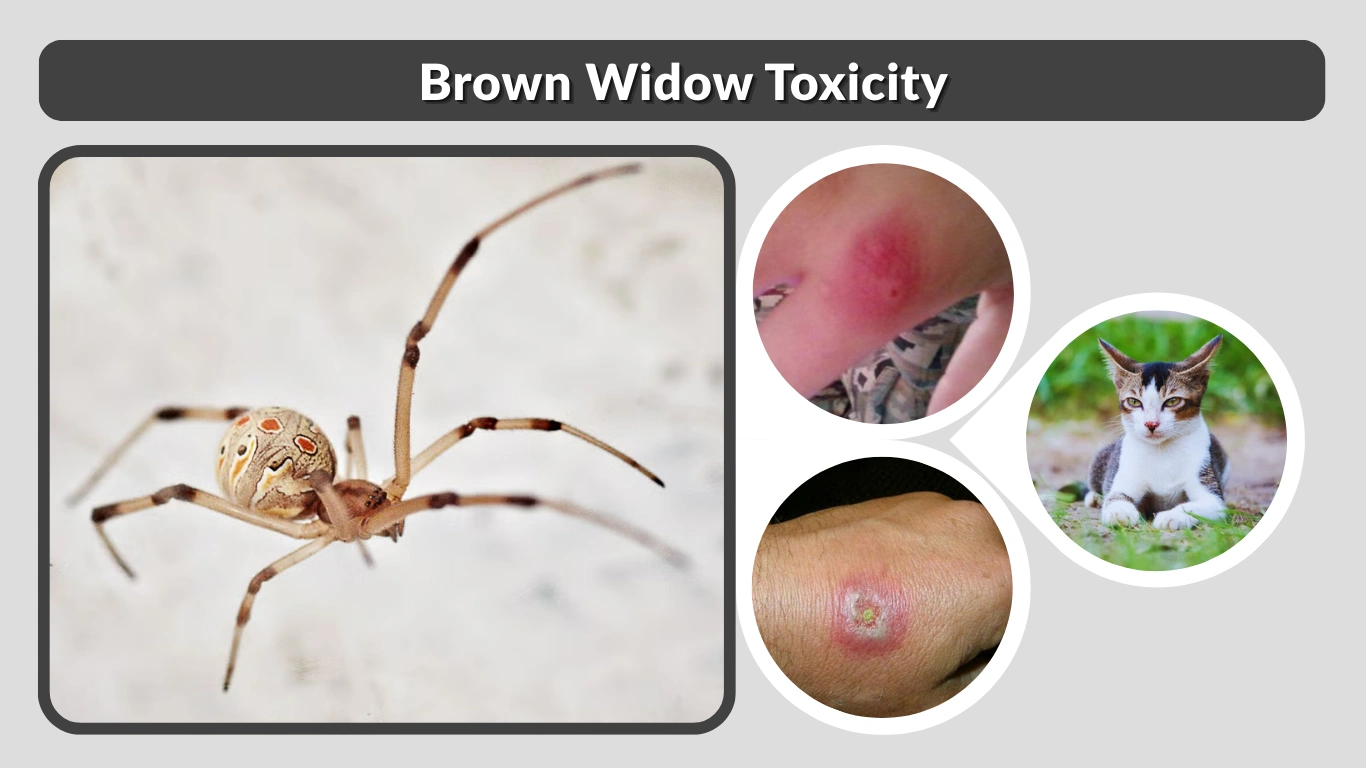 Brown Widow Toxicity How Poisonous Are They Really