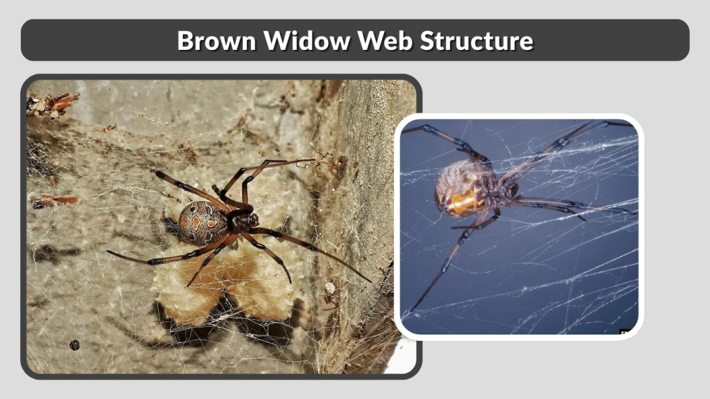 Brown Widow Web Structure